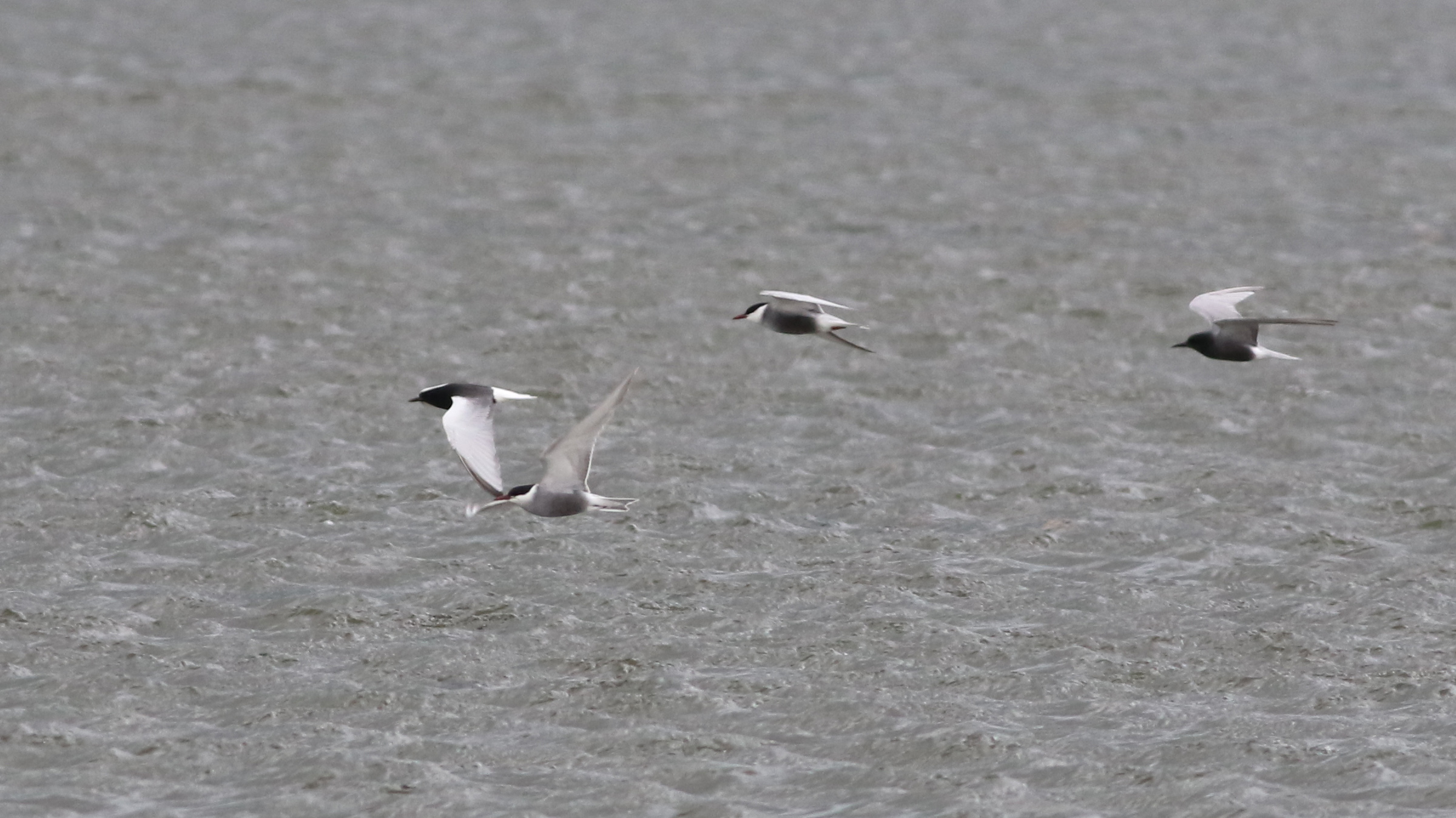 Whiskered Tern